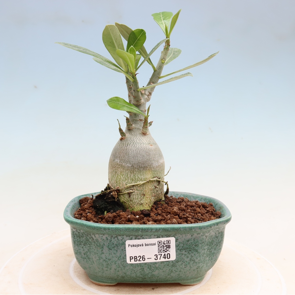 Bonsaï d'intérieur - Adenium obesum Red Star - Rose du désert