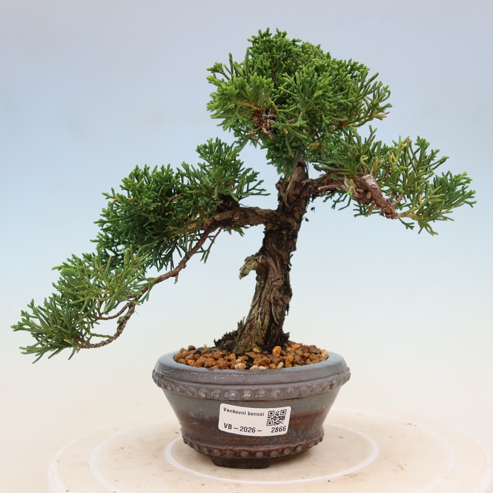 Bonsaï d'extérieur - Juniperus chinensis Kishu