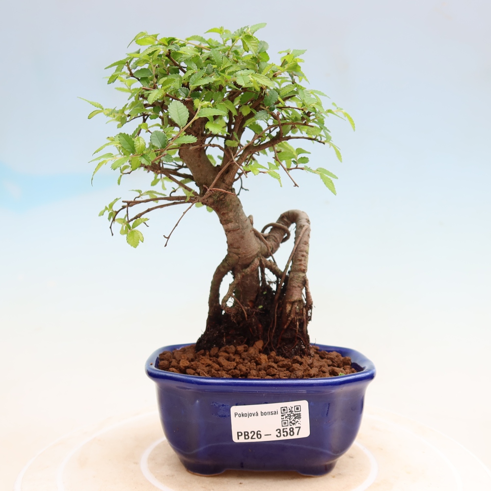 Bonsaï de chambre - Ulmus parvifolia - Orme à petites feuilles