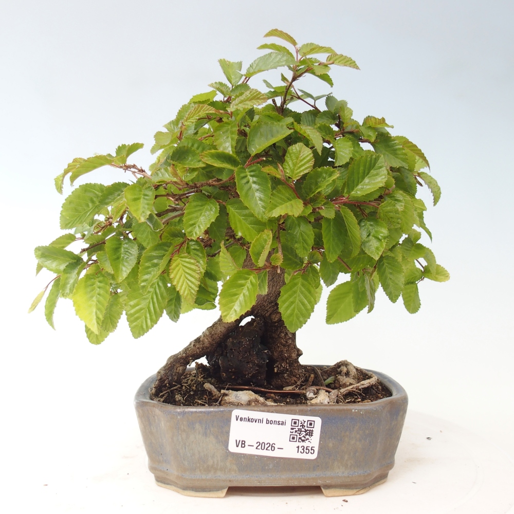 Bonsaï d'extérieur -Carpinus CARPINOIDES - Charme de Corée