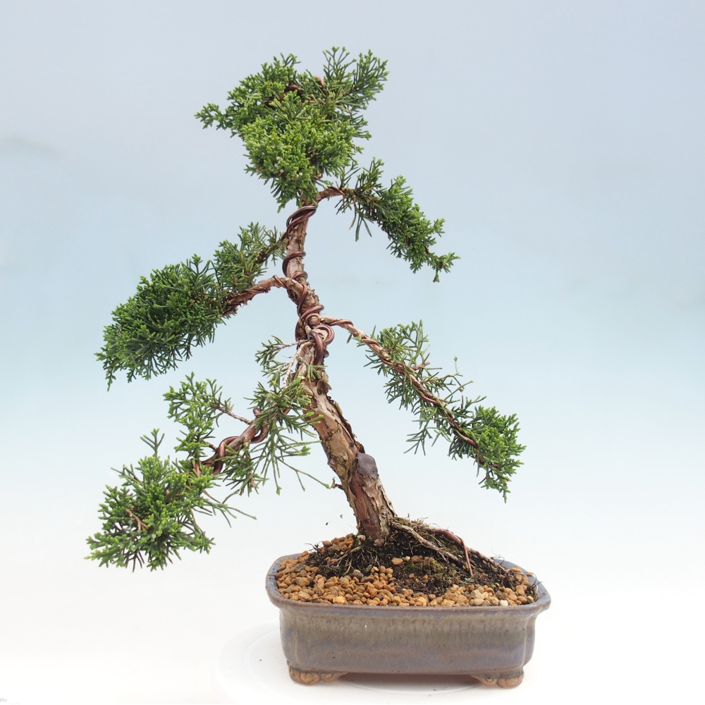 Bonsaï d'extérieur - Juniperus chinensis Kishu