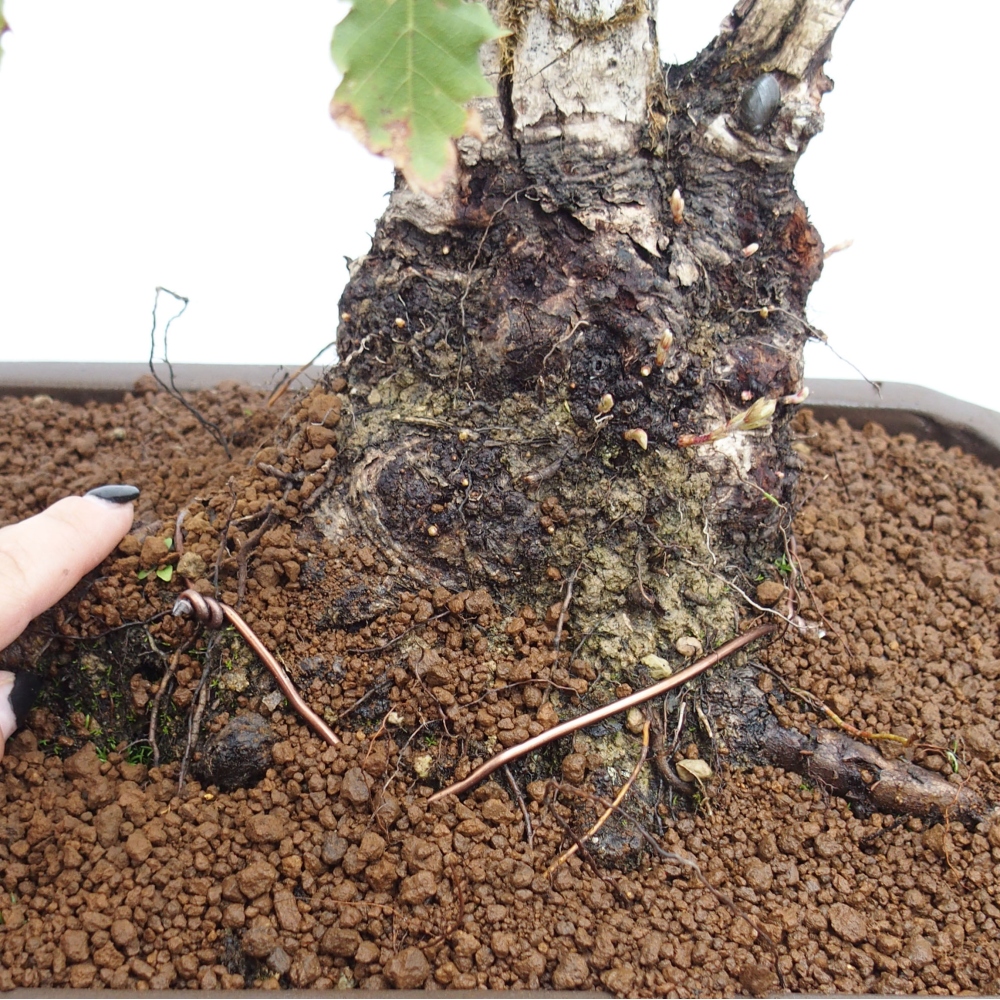 Yamadori - Quercus Ilex - Chêne vert