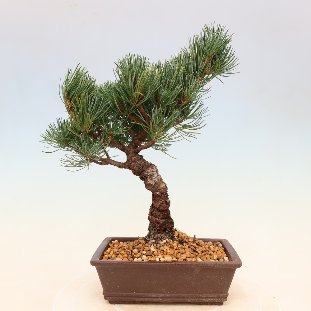 Bonsaï d'extérieur - Pinus parviflora - Pinus parviflora