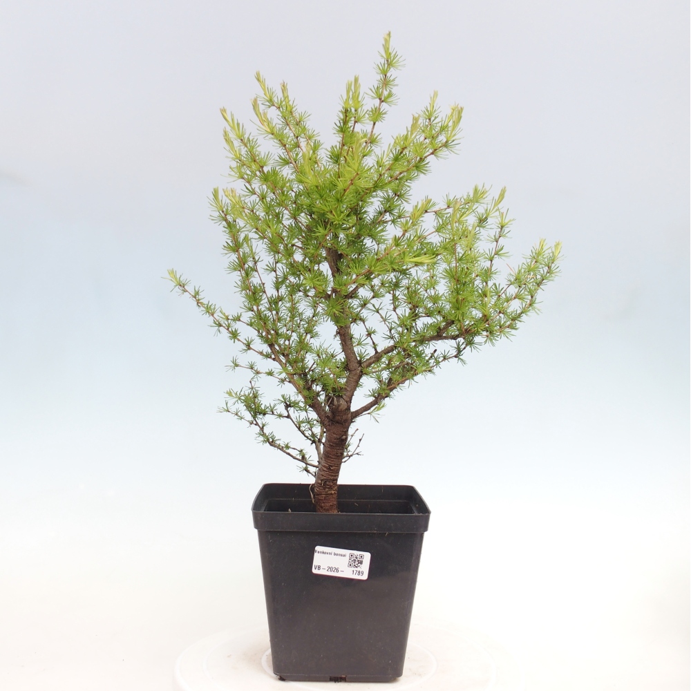Bonsaï d'extérieur -Larix decidua - Mélèze