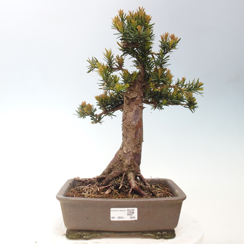 Bonsaï d'extérieur - Taxus cuspidata - If japonais