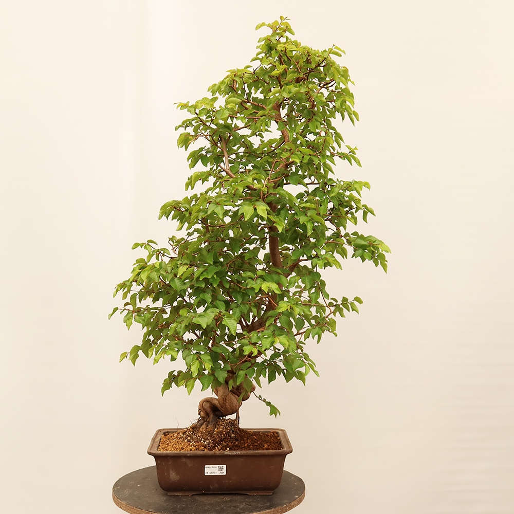Bonsaï d'extérieur -Carpinus Coreana - Charme de Corée