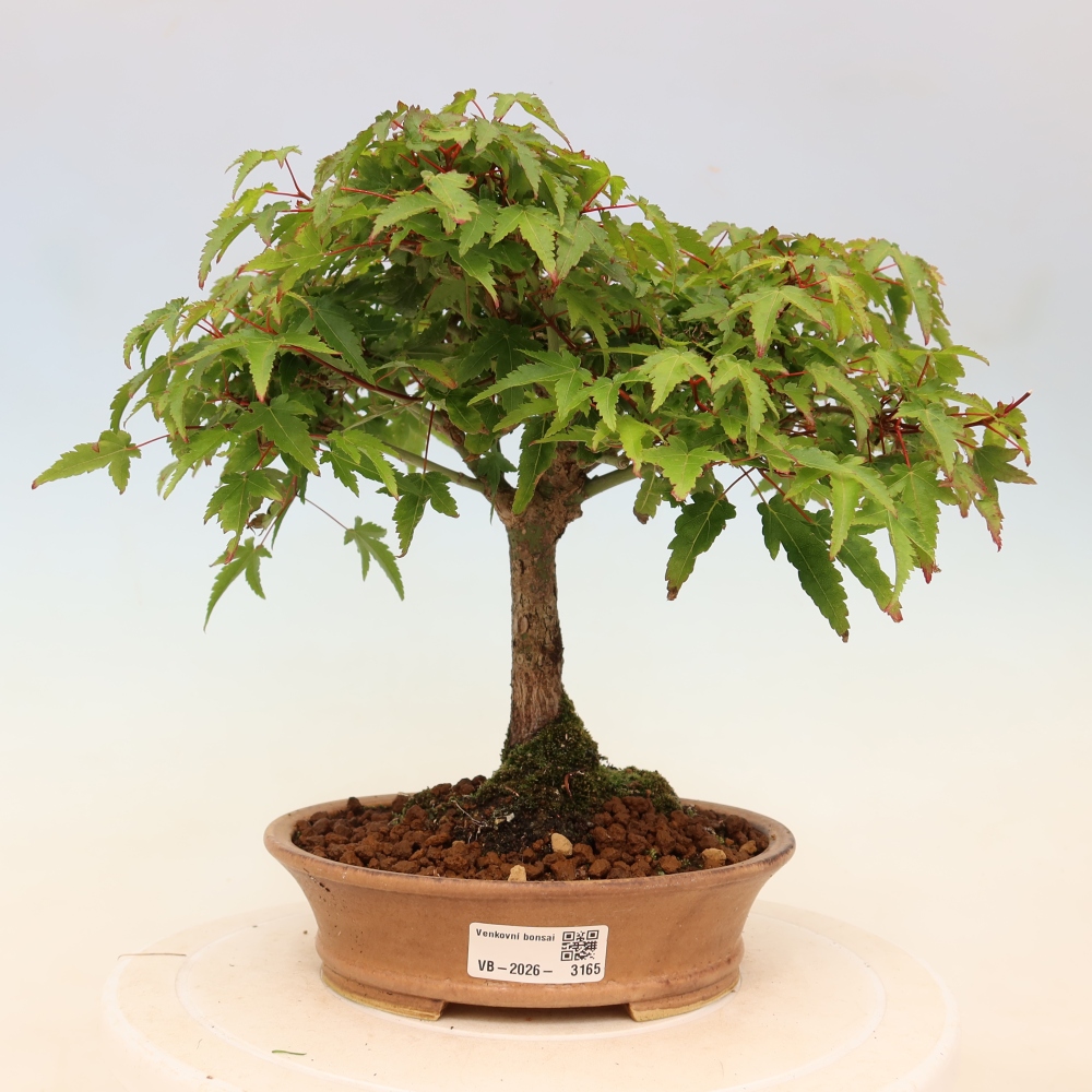 Acer palmatum KIOHIME - Érable palmé