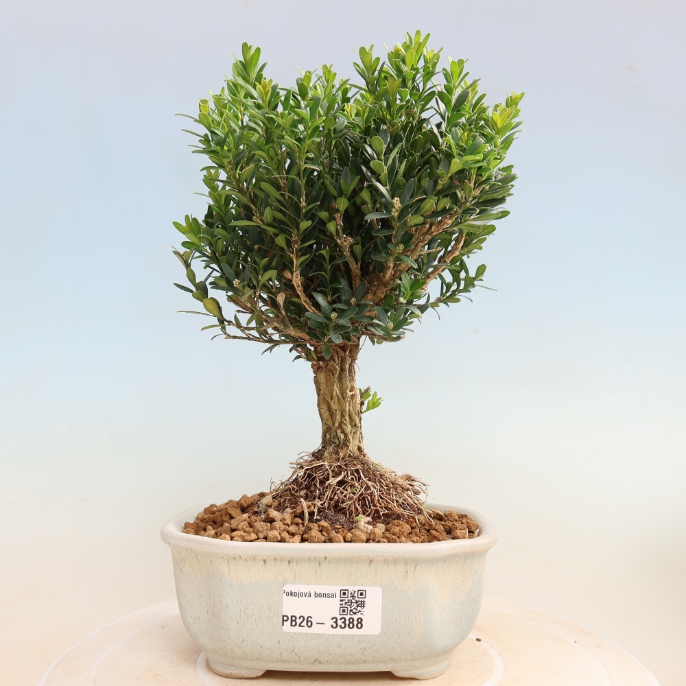 Bonsaï de chambre - Buxus harlandii - buxus liège