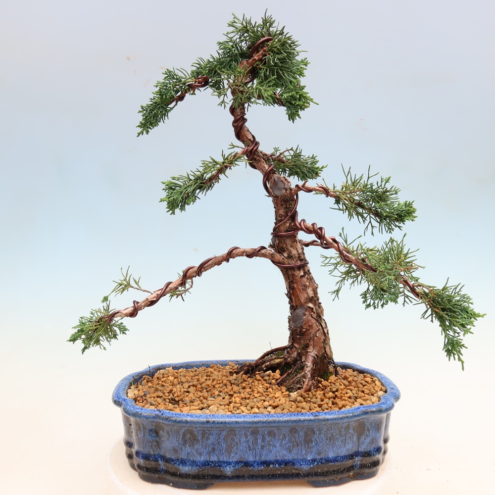 Bonsaï d'extérieur - Juniperus chinensis Kishu