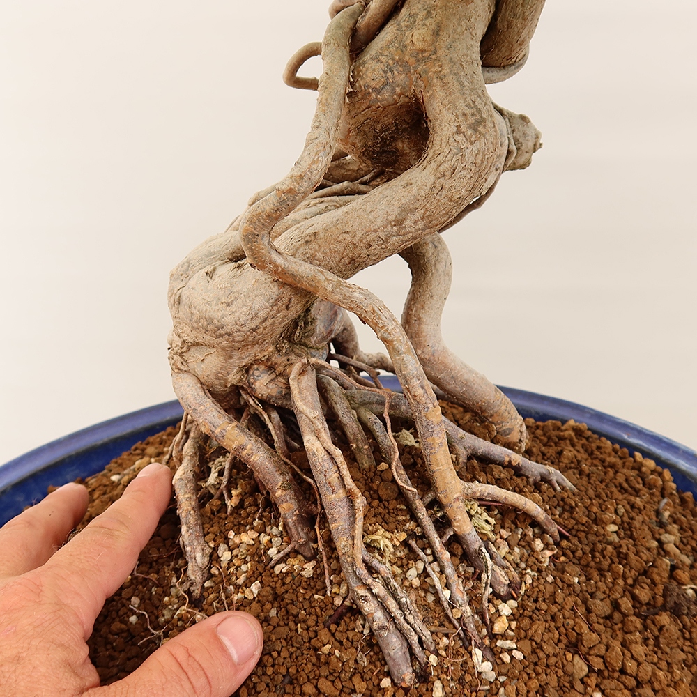 Bonsaï d'extérieur -Carpinus Coreana - Charme de Corée