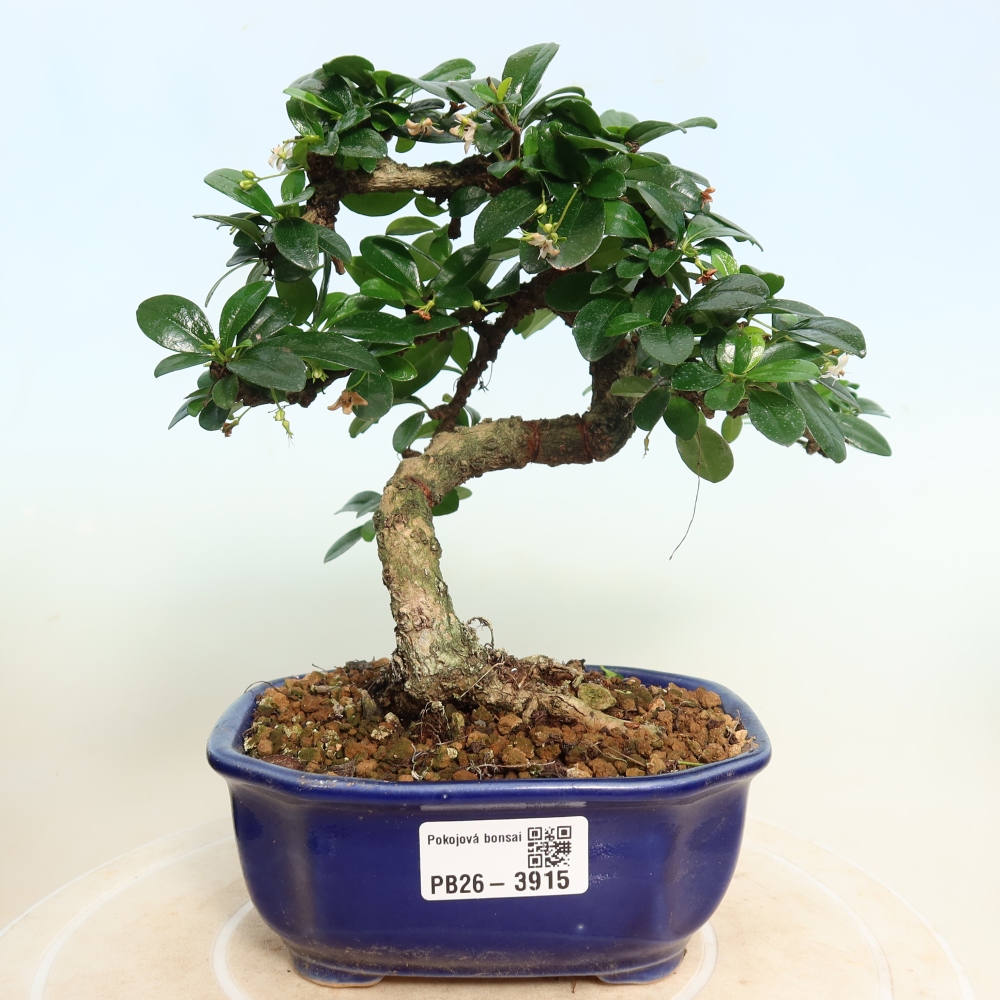 Bonsaï de chambre - Carmona macrophylla - Tea fuki
