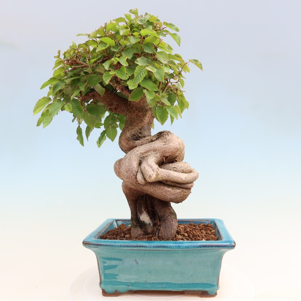 Bonsaï d'extérieur -Carpinus Coreana - Charme de Corée