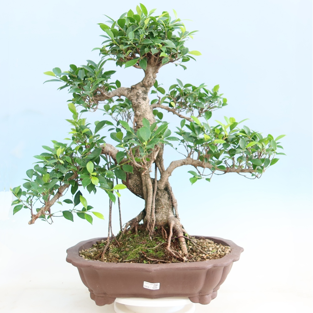 Salle bonsaï - Ficus kimmen - ficus à petites feuilles