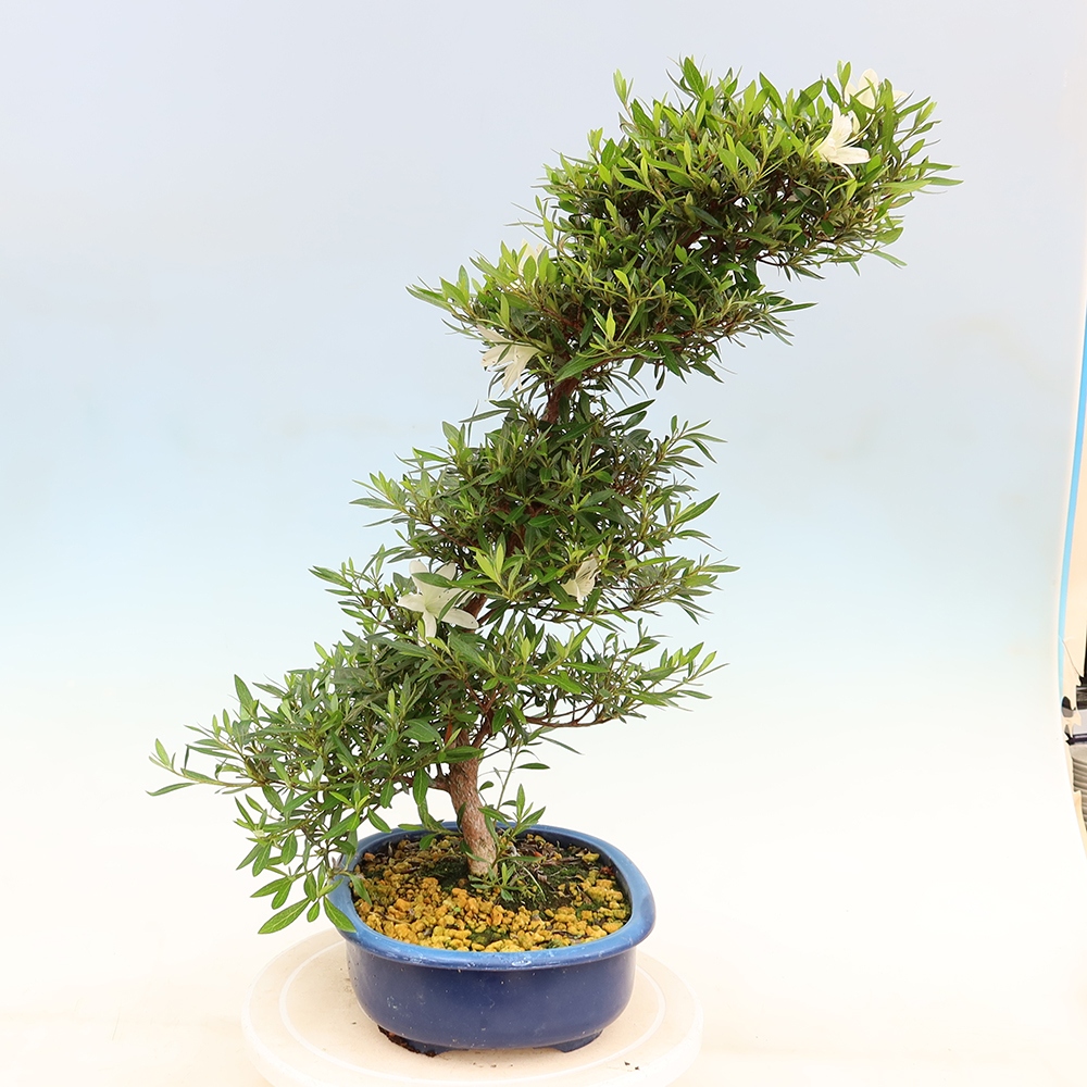 Bonsaï d'extérieur - Azalée japonaise - Azalea Hakurin