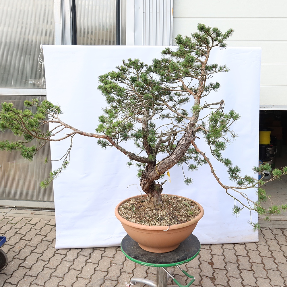 Pinus sylvestris Espagne - pin sylvestre