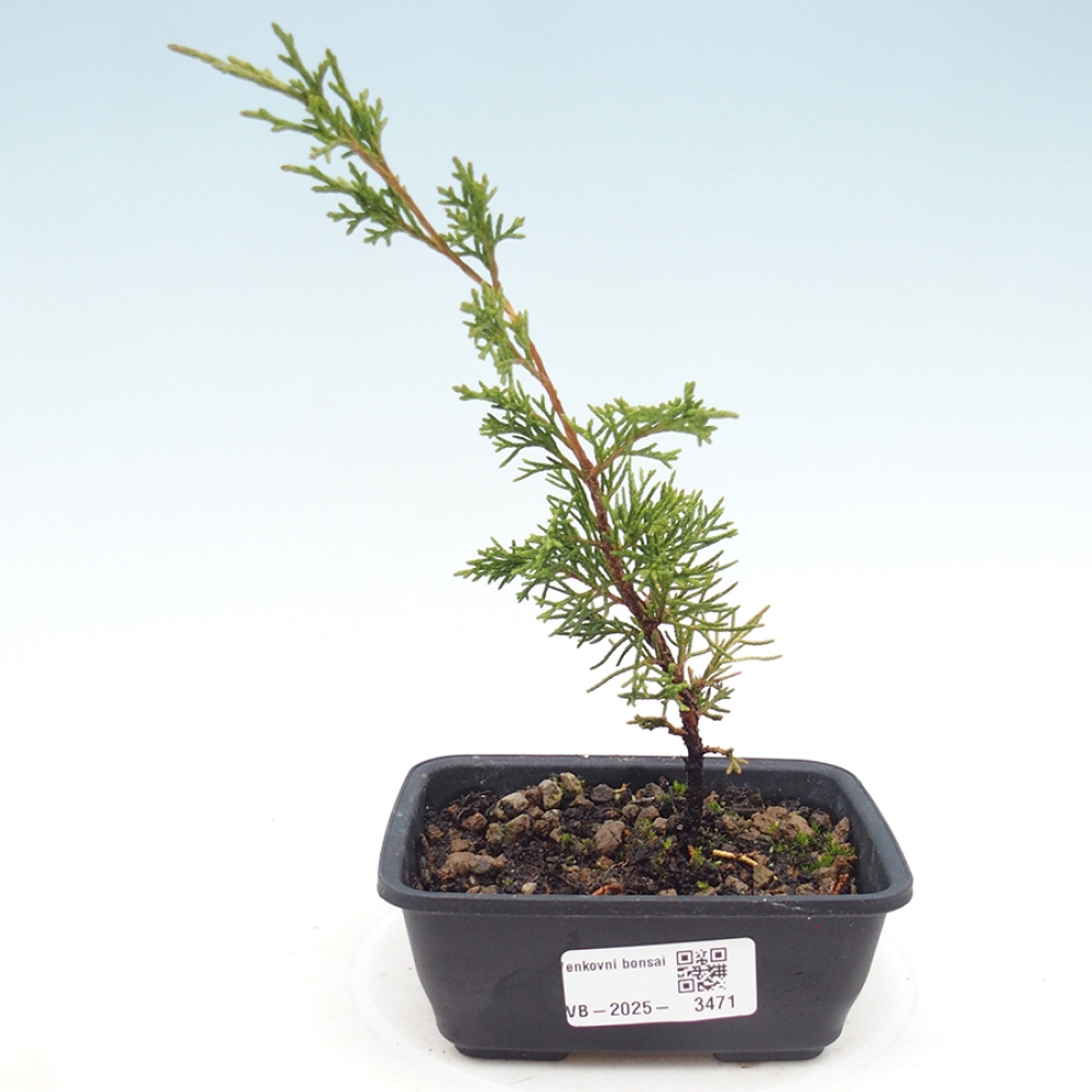 Bonsaï d'extérieur - Juniperus chinensis Itoigawa
