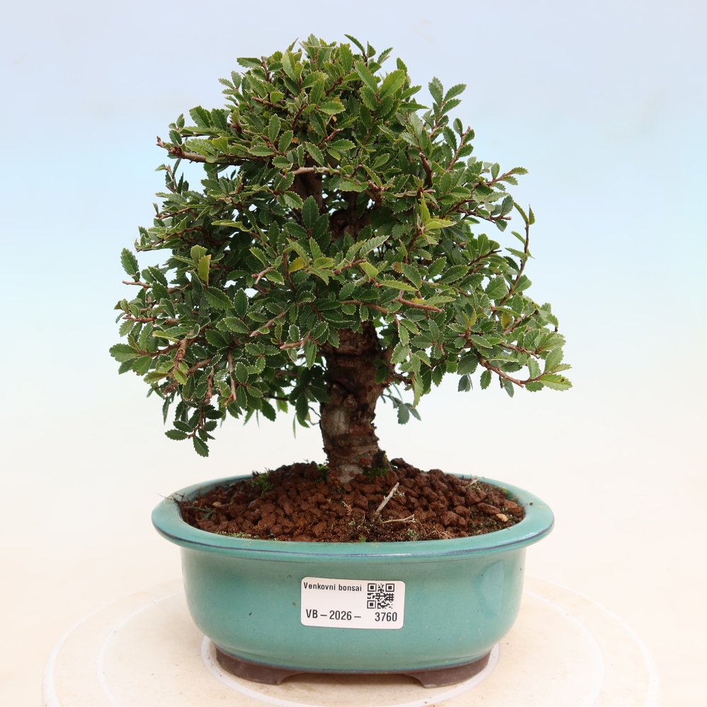Bonsaï d'extérieur - Zelkova - Zelkova NIRE