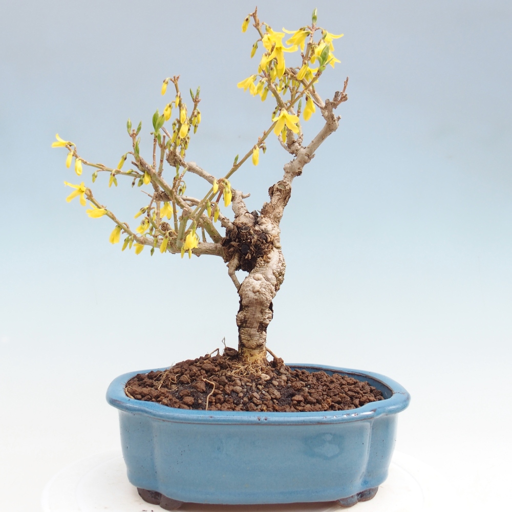 Bonsaï d'extérieur - Zlatice - Forsythia koreana