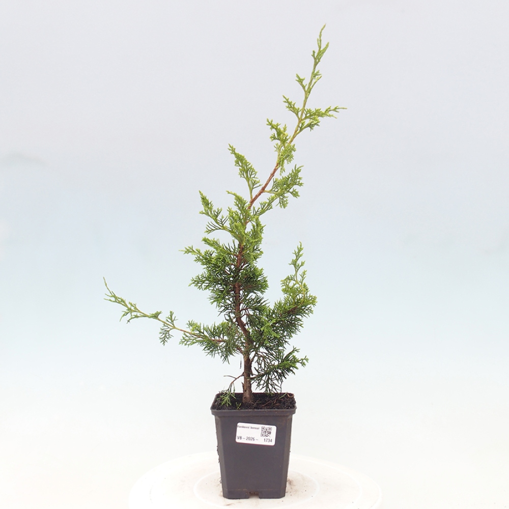 Bonsaï d'extérieur - Juniperus chinensis Itoigawa