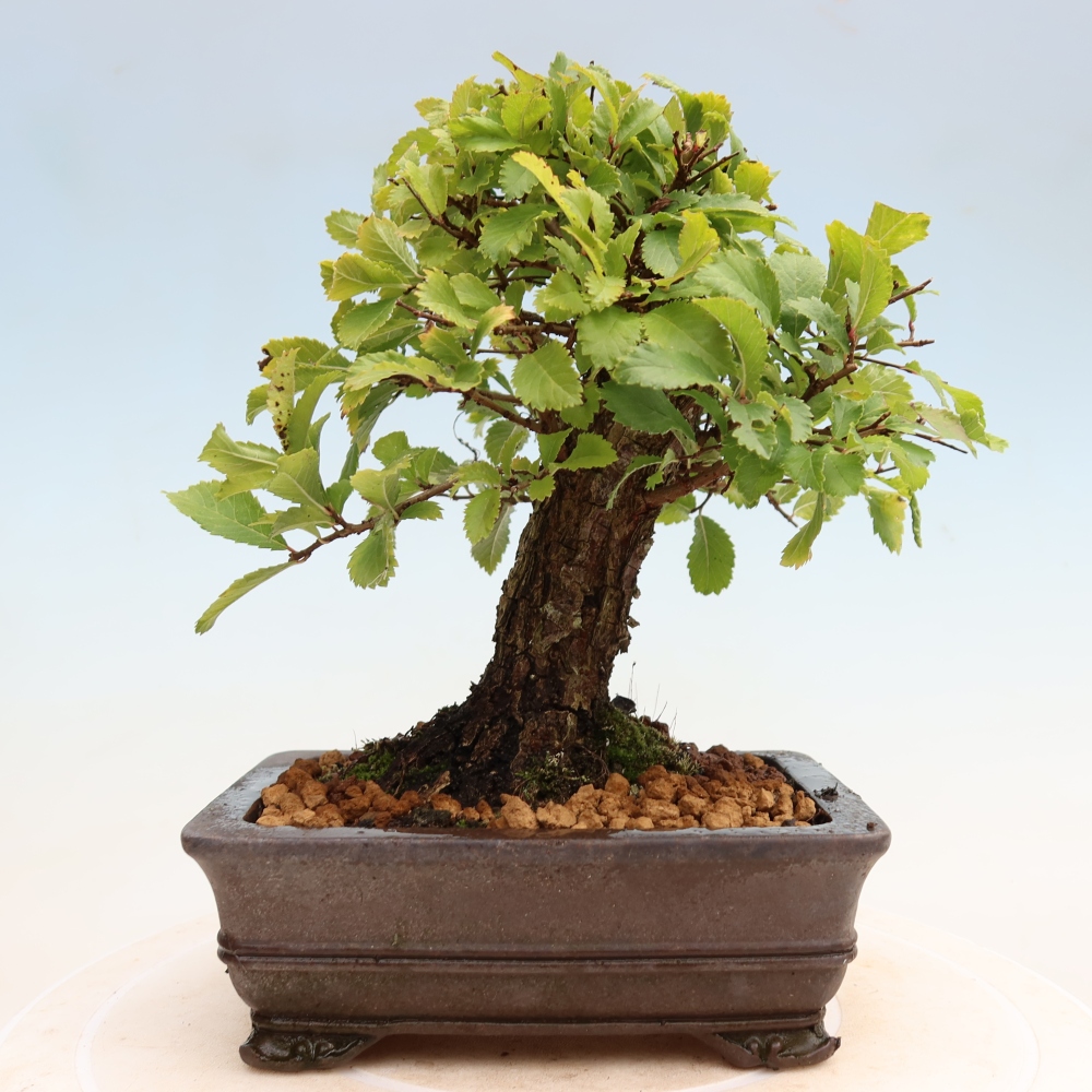 Bonsaï d'extérieur - Zelkova - Zelkova NIRE