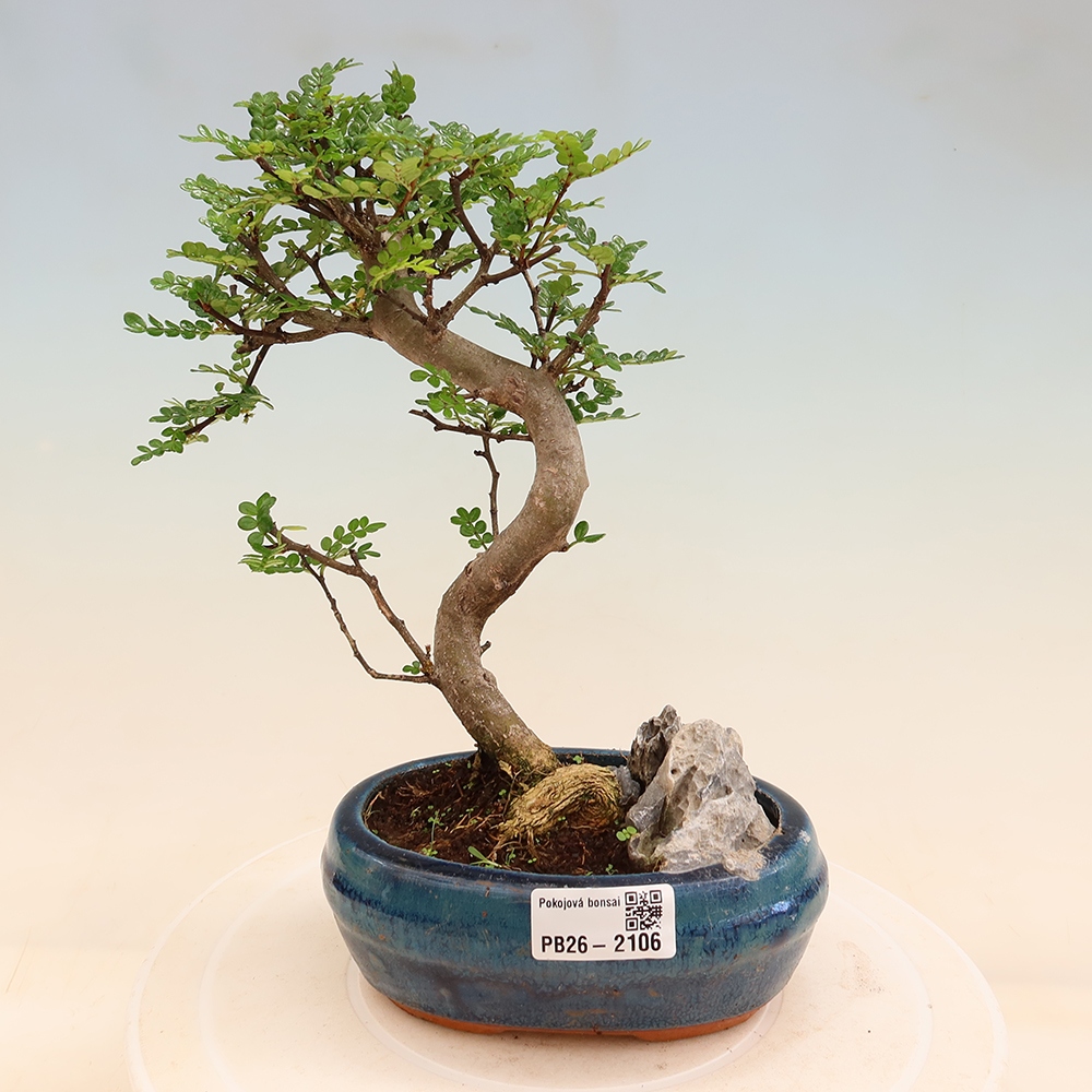 Salle bonsaï - Zantoxylum piperitum - arbre à poivre