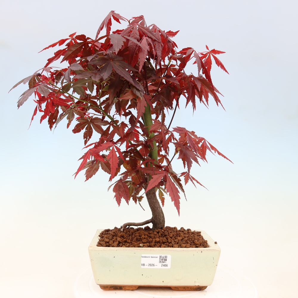 Bonsaï d'extérieur - Acer palm. Atropurpureum-Javor palmate