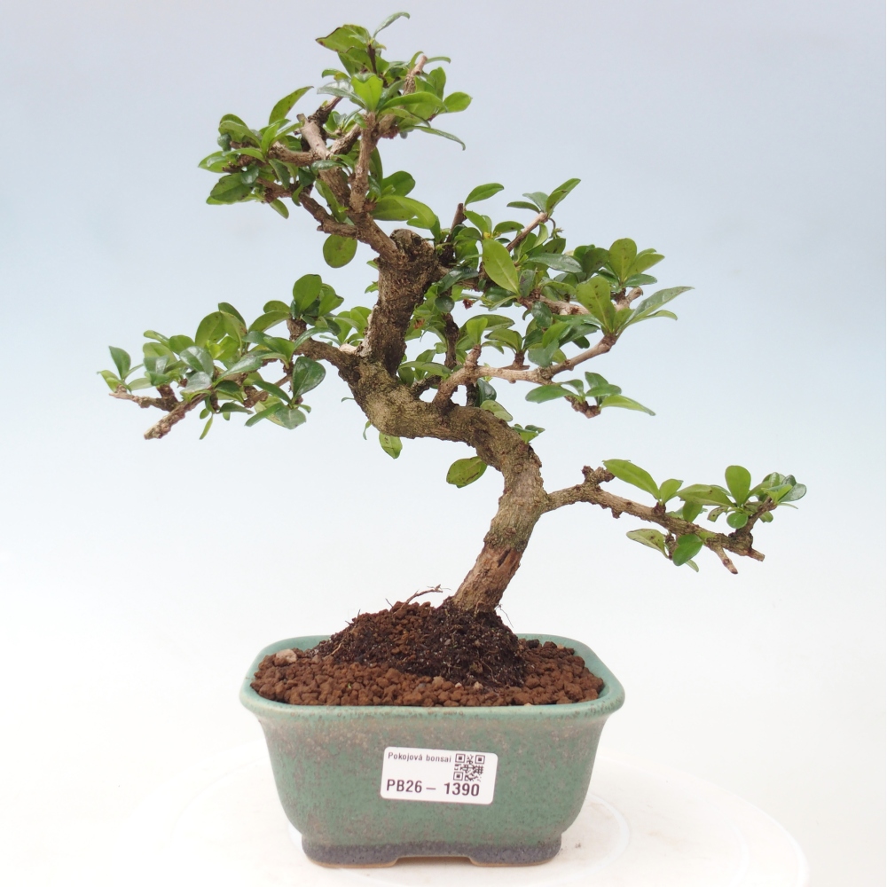 Bonsaï de chambre - Carmona macrophylla - Tea fuki