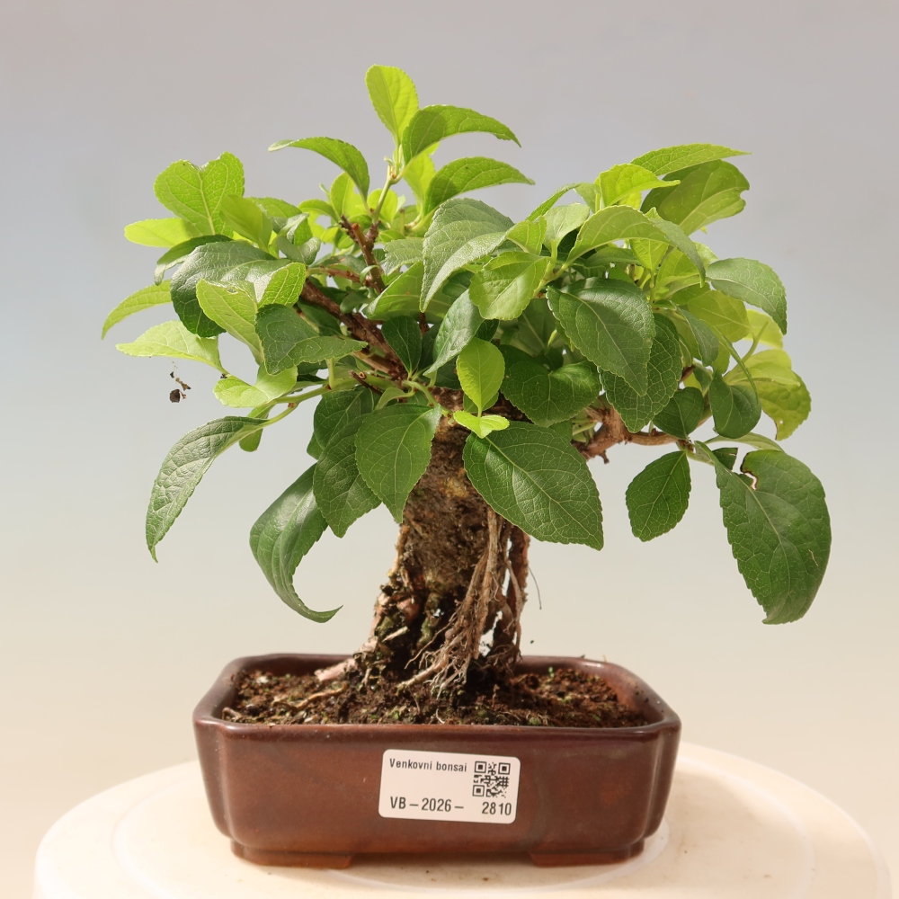 Bonsaï d'extérieur - Celastrus orbiculatus