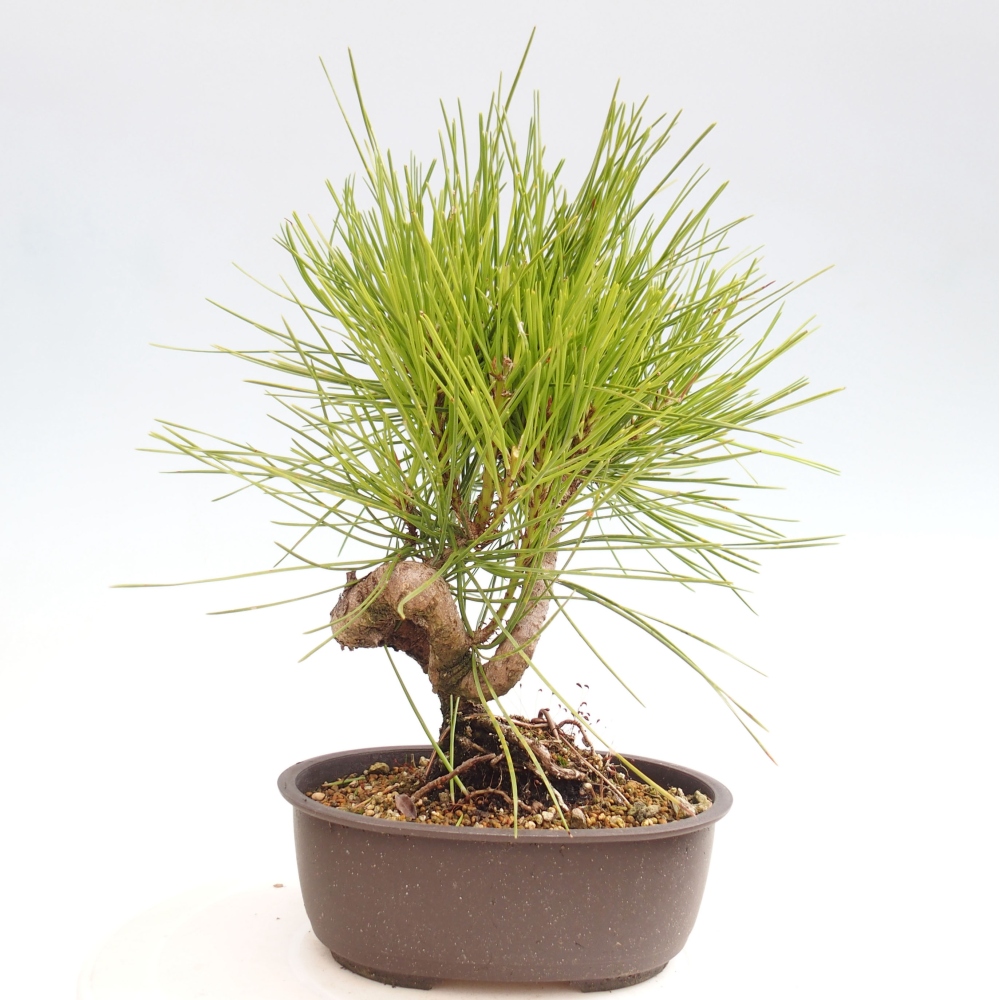 Bonsaï d'extérieur - Pinus thunbergii - Pin de Thunberg
