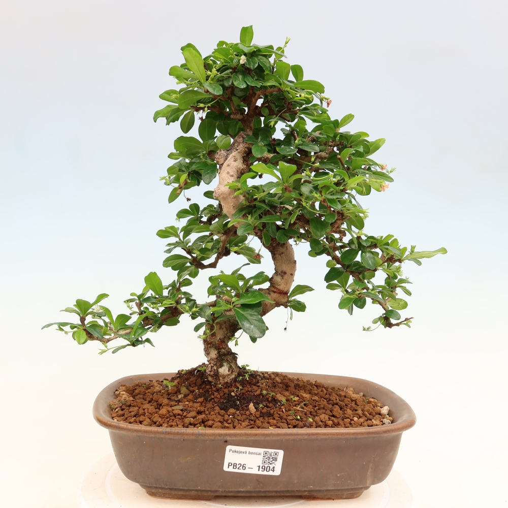 Bonsaï de chambre - Carmona macrophylla - Tea fuki