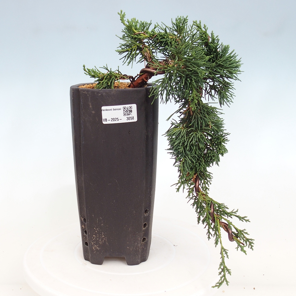 Bonsaï d'extérieur - Juniperus chinensis Kishu
