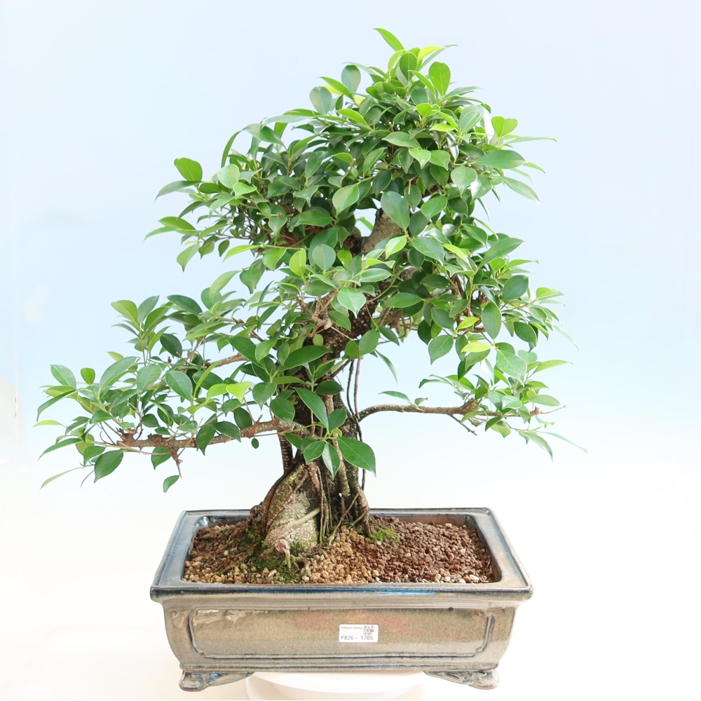 Salle bonsaï - Ficus kimmen - ficus à petites feuilles