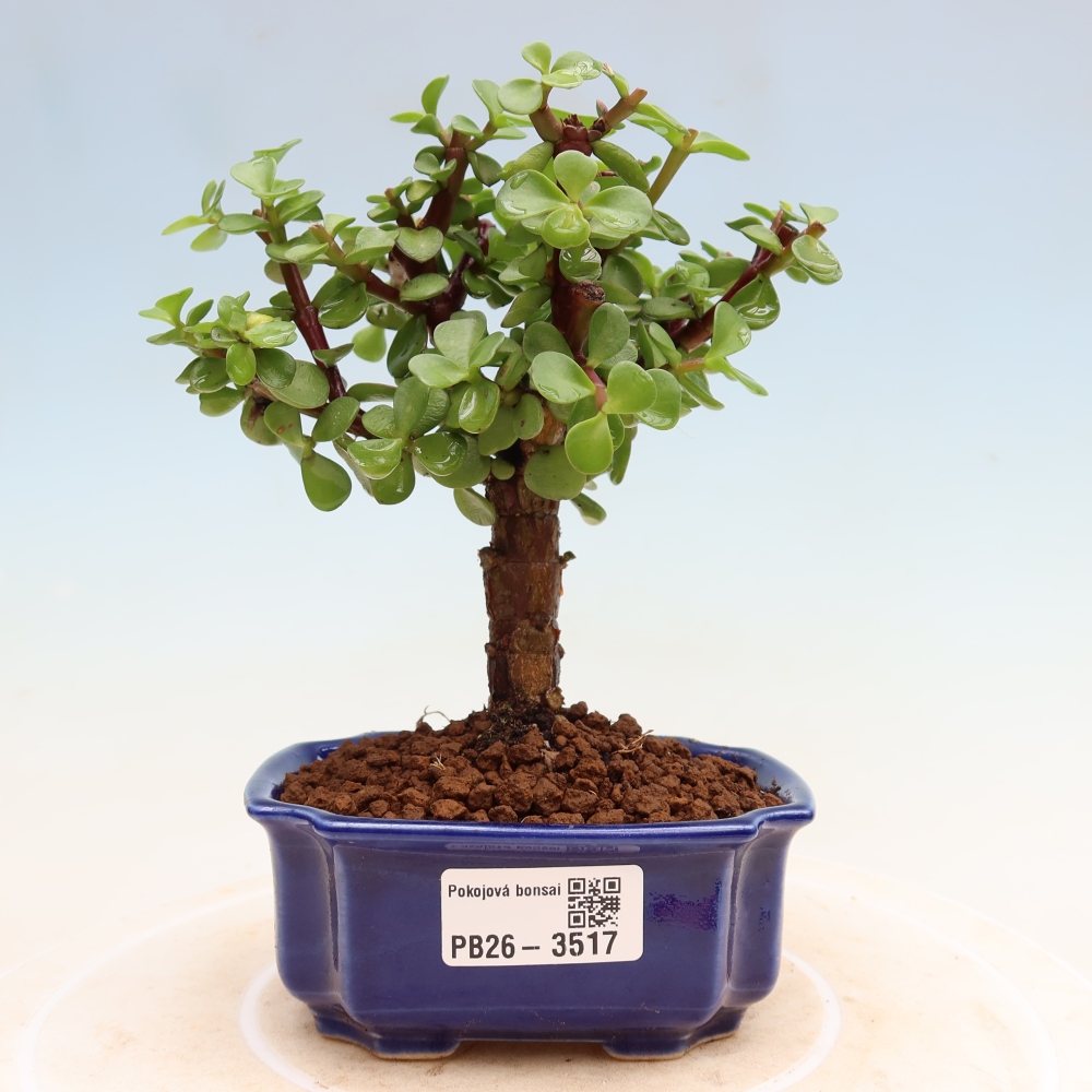 Bonsaï de chambre - Portulakaria Afra - Tlustice