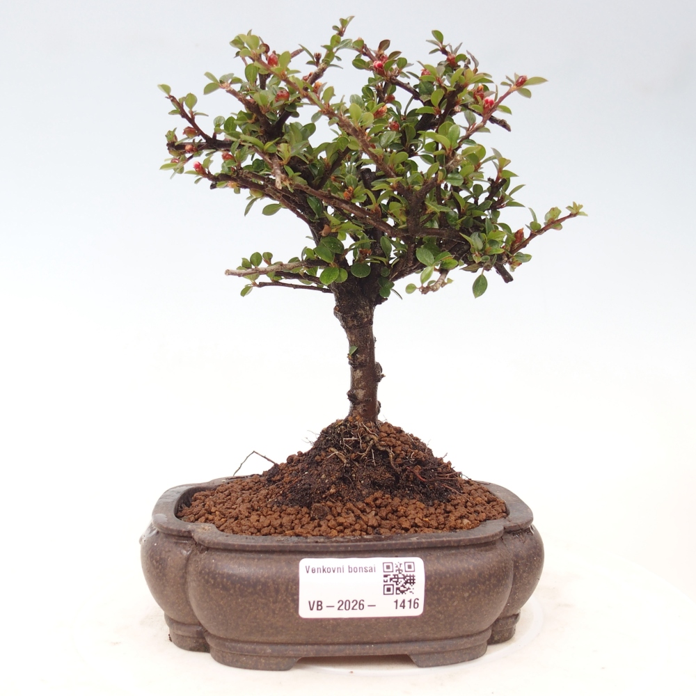 Bonsaï d'extérieur - Cotoneaster horizontalis - Rocky Mountain