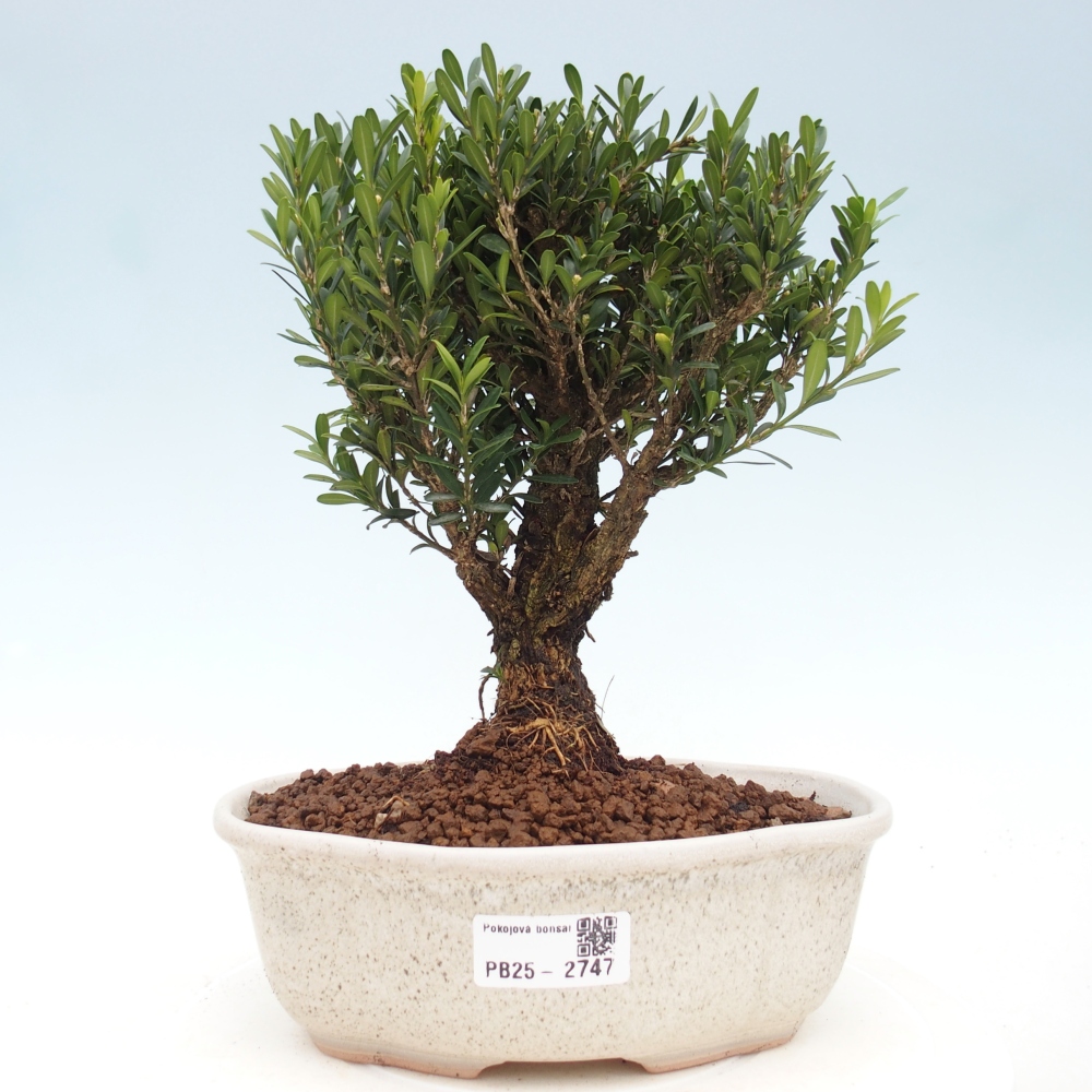 Bonsaï de chambre - Buxus harlandii - buxus liège