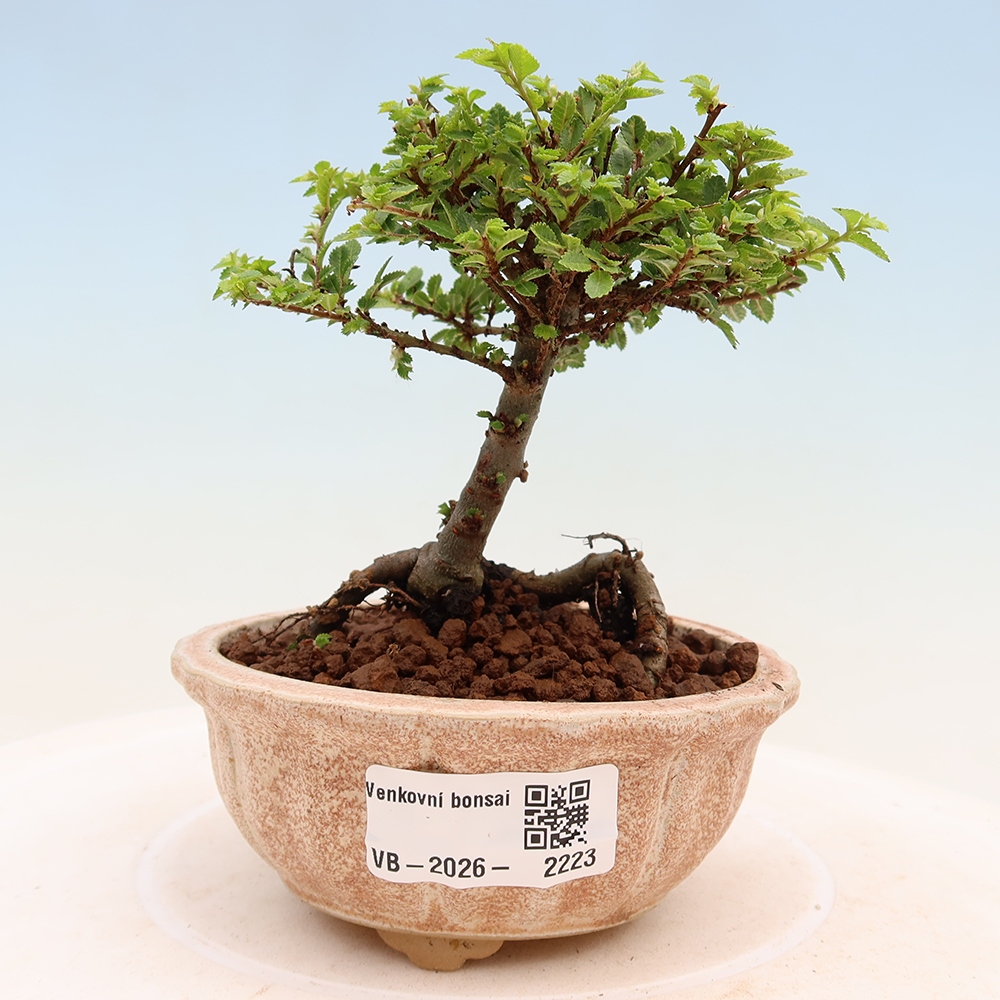 Bonsaï d'extérieur - Ulmus parvifolia Sagei - Orme à petites feuilles