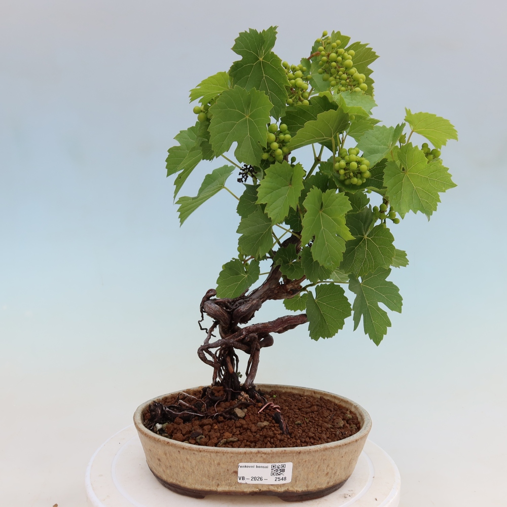 Bonsaï d'extérieur - Vigne - Vitis vinifera 