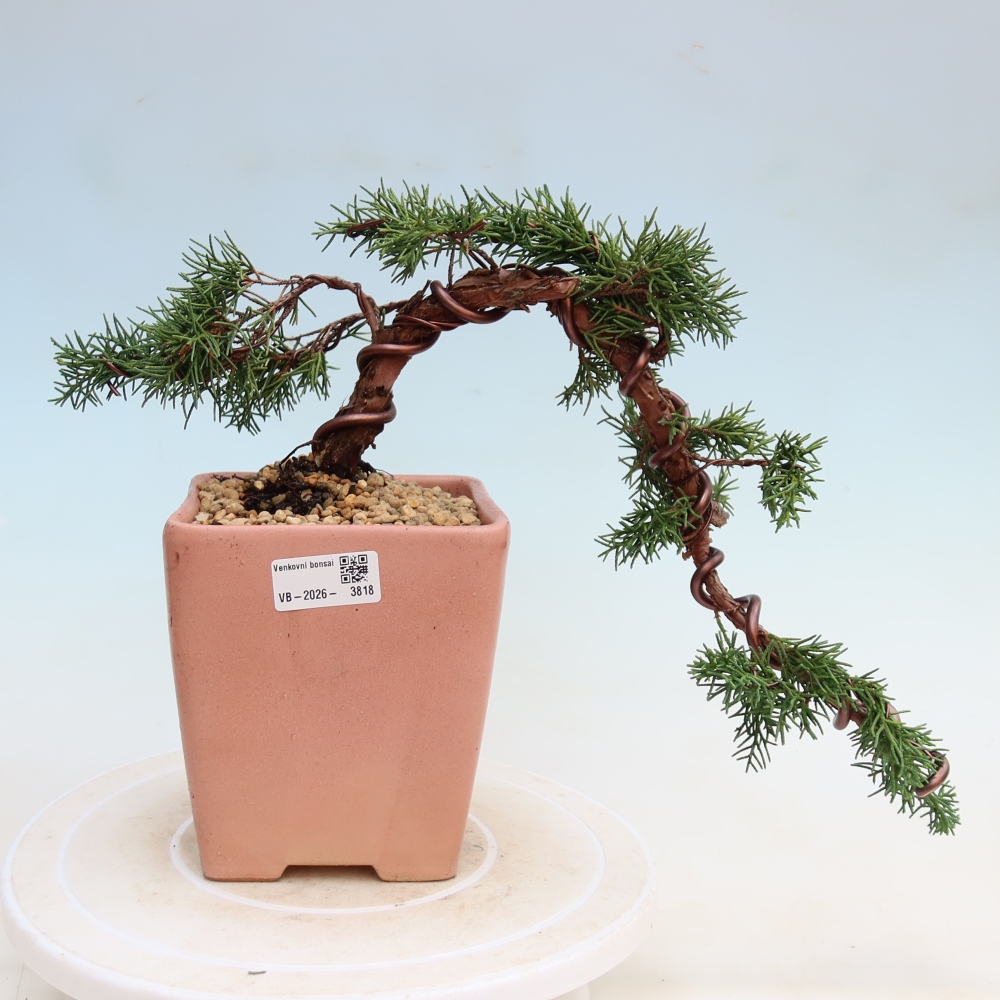 Bonsaï d'extérieur - Juniperus chinensis Kishu