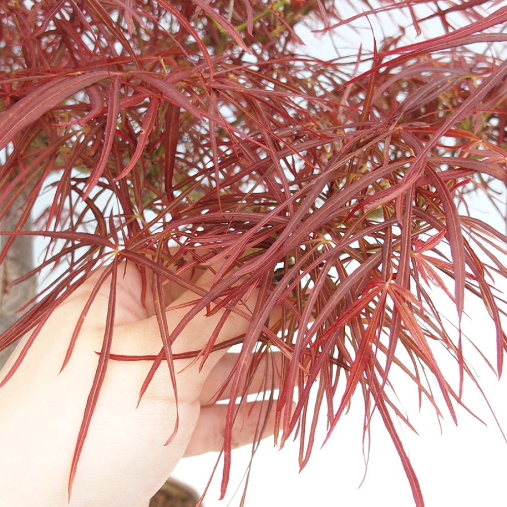 Bonsaï d'extérieur - Acer palmatum RED PYGMY