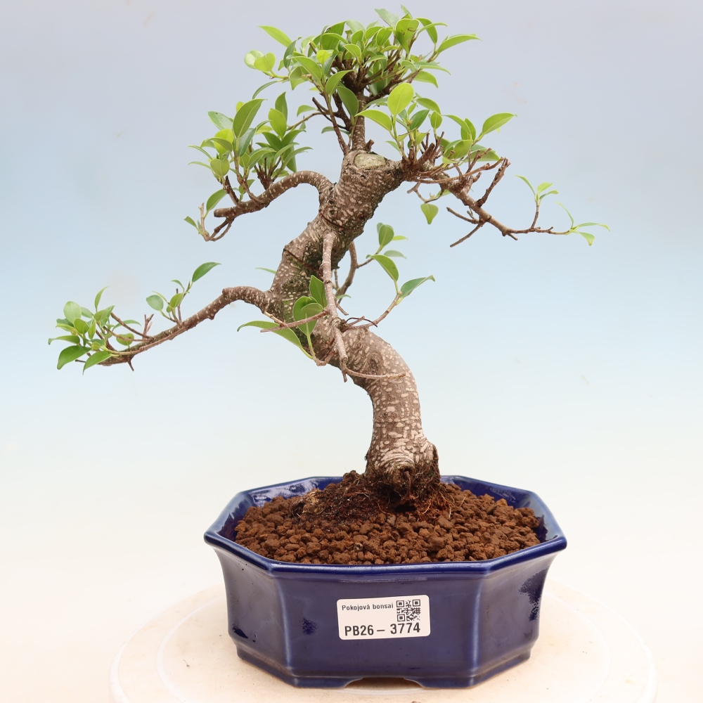 Salle bonsaï - Ficus kimmen - ficus à petites feuilles