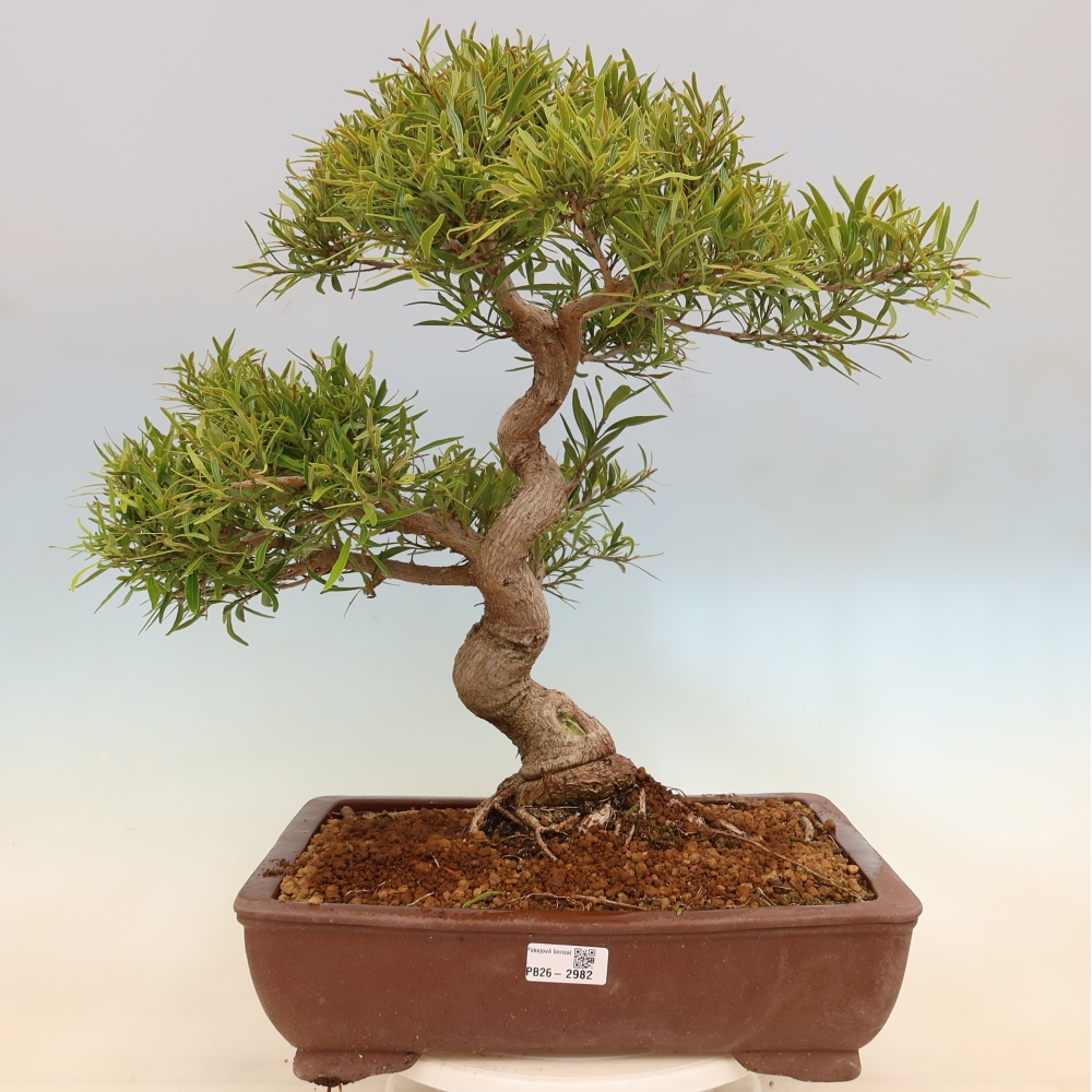 Salle bonsaï - Ficus nerifolia - ficus à petites feuilles