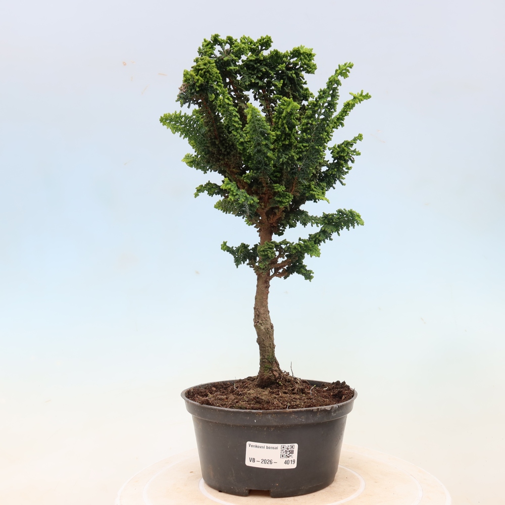 Bonsaï d'extérieur - Cham. obtusa SEKKA HINOKI - Cyprès