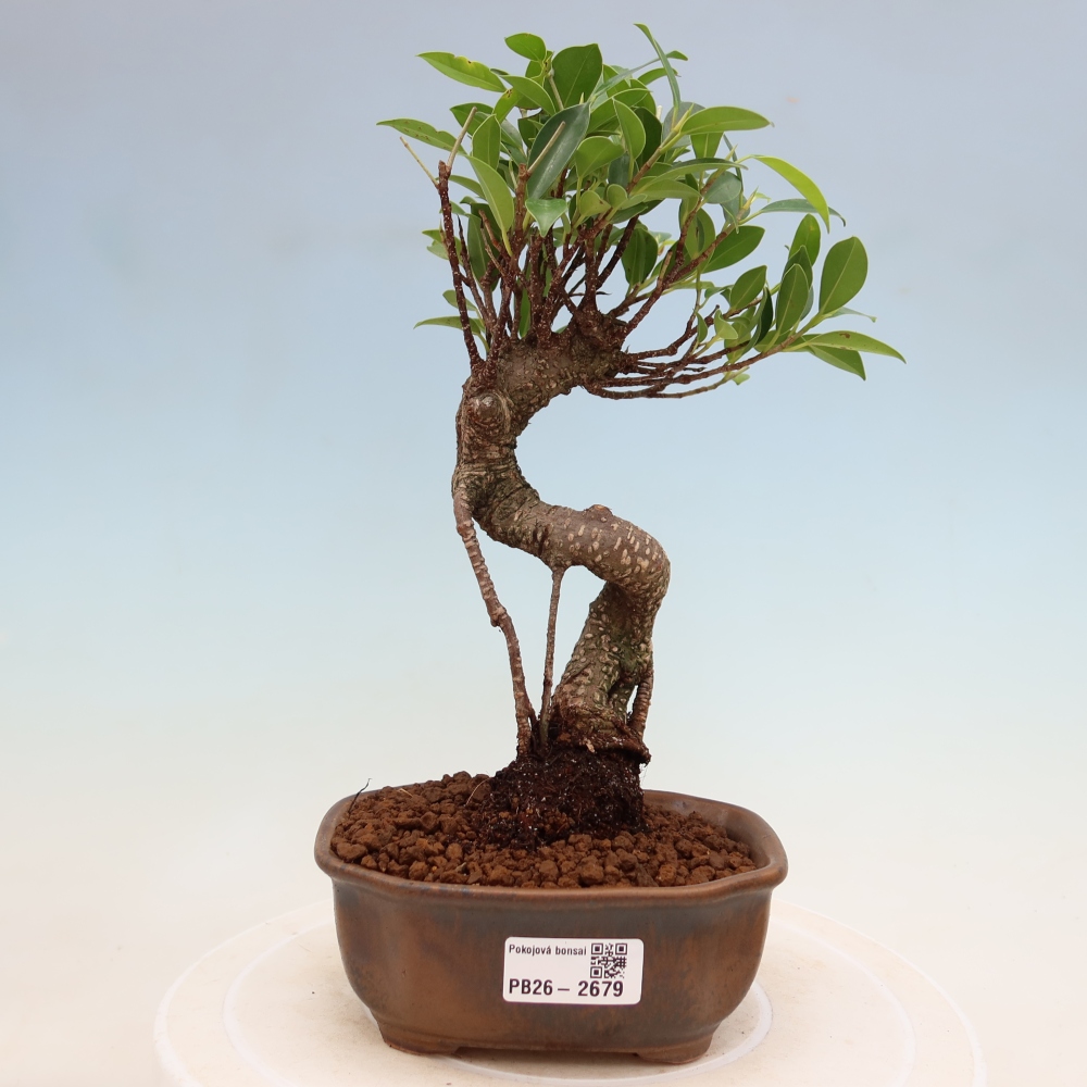 Salle bonsaï - Ficus kimmen - ficus à petites feuilles