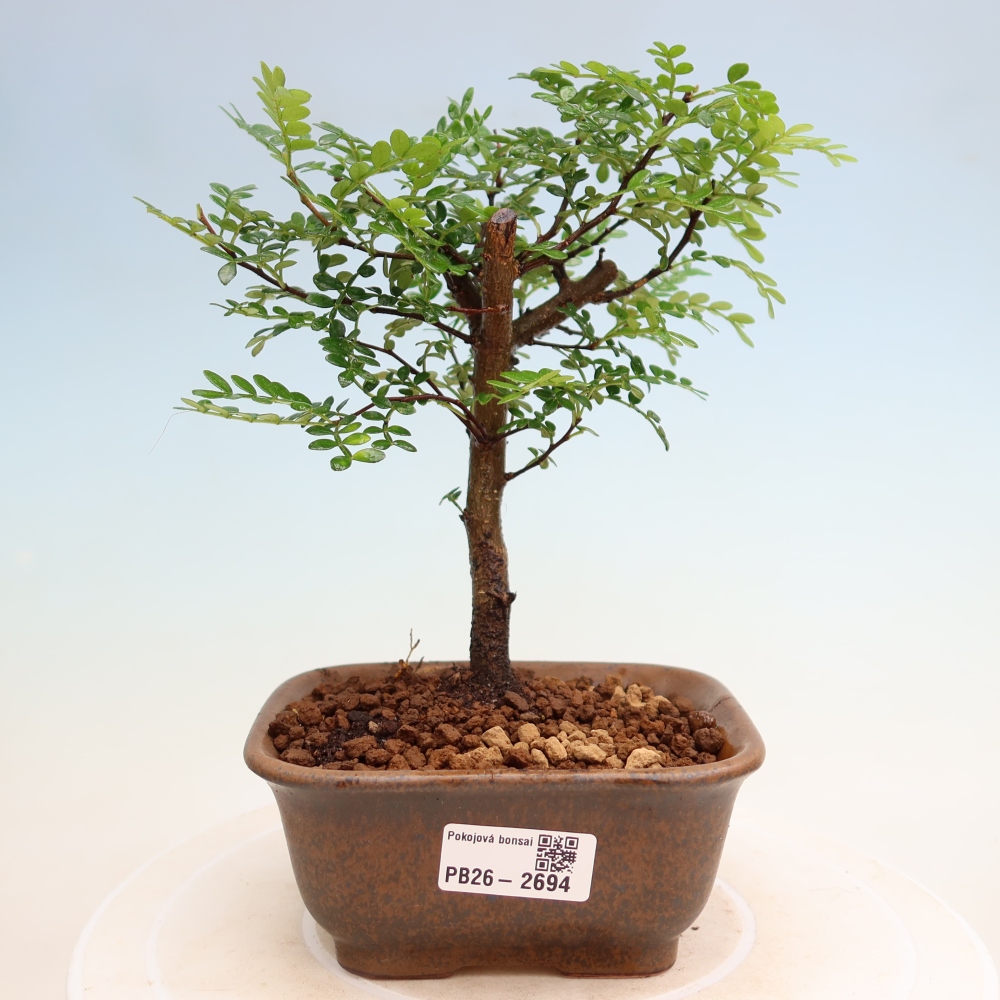 Salle bonsaï - Zantoxylum piperitum - arbre à poivre