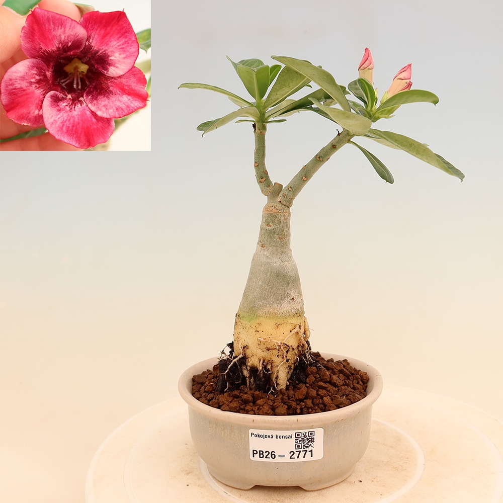 Bonsaï d'intérieur - Adenium obesum greffé « Mumbai Pink Diamond »  - Rose du désert
