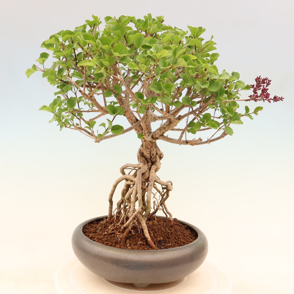 Bonsaï d'extérieur - Syringa microphylla - lilas à petites fleurs