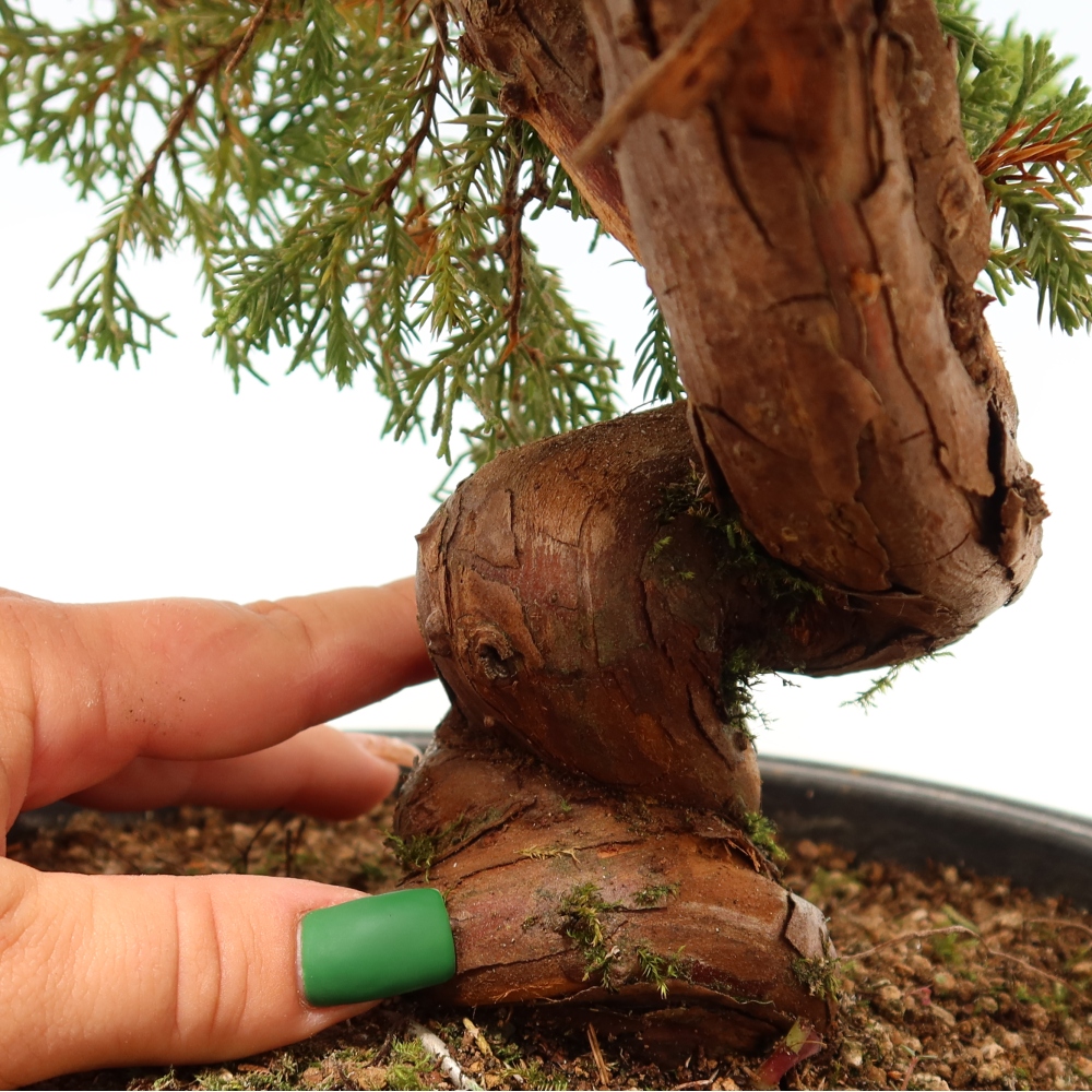 Bonsaï d'extérieur - Juniperus chinensis Itoigawa-Juniperus chinensis