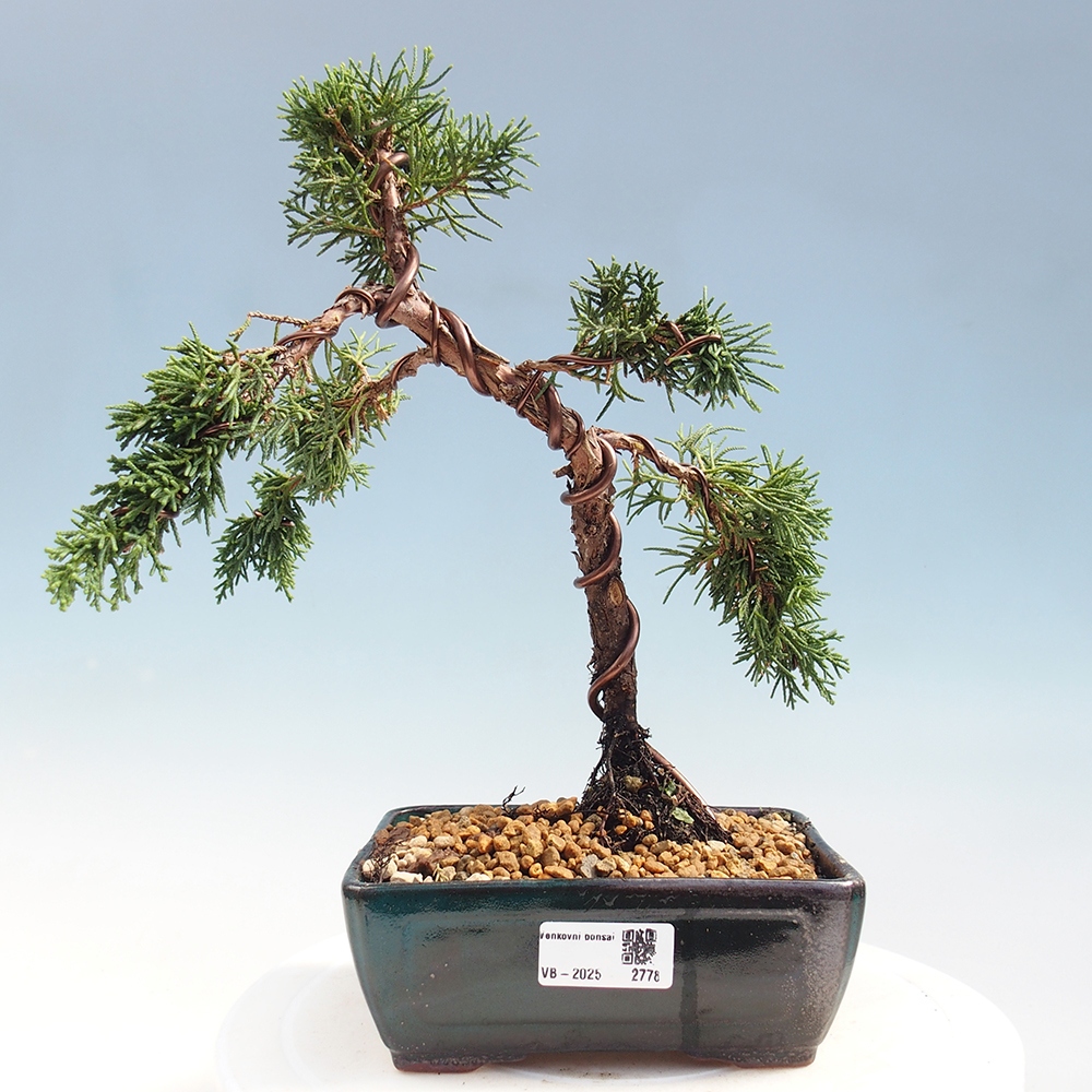 Bonsaï d'extérieur - Juniperus chinensis Kishu