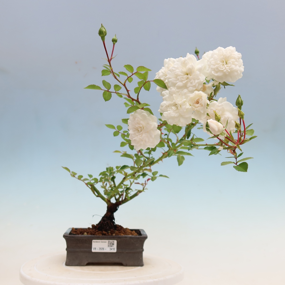 Bonsaï d'extérieur - Rosa Kordes - rose