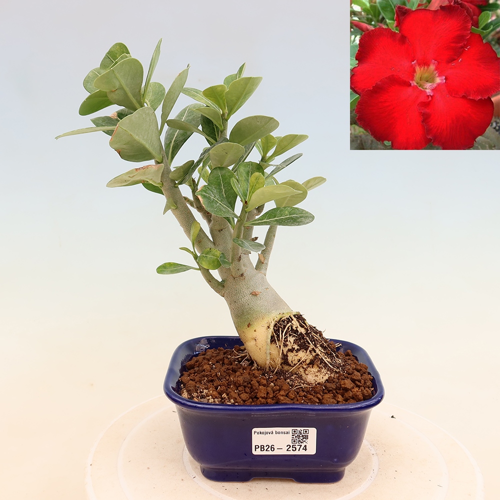 Bonsaï d'intérieur - Adenium obesum Red Star - Rose du désert